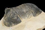 Bargain, Paralejurus Trilobite - Atchana, Morocco #126917-1